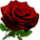 special_rose.png